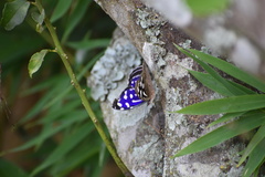 Myscelia cyaniris
