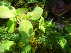 Lonicera hirsuta