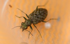 Elaphrus riparius
