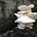 Cogumelo-ostra Marrom - Photo (c) Chris Wood, alguns direitos reservados (CC BY-NC-ND)