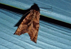 Phlogophora periculosa