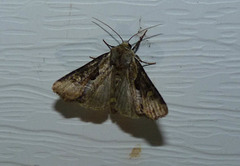 Lateroligia ophiogramma