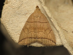 Herminia grisealis