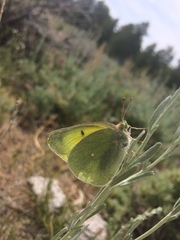 Colias alexandra