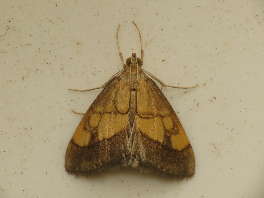 Dark Bordered Pearl, photo 1 of 10