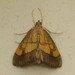 Dark Bordered Pearl - Photo (c) Donald Hobern, some rights reserved (CC BY)