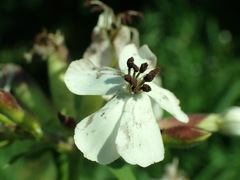 Microbotryum saponariae