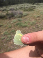 Colias alexandra