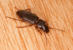 Scybalicus oblongiusculus