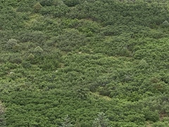 Cervus canadensis canadensis