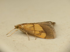 Evergestis limbata