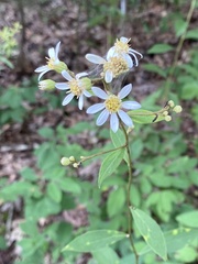 Doellingeria infirma