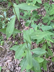 Doellingeria infirma