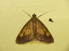 Evergestis limbata