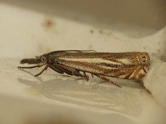 Crambus lathoniellus