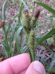 Carex frankii