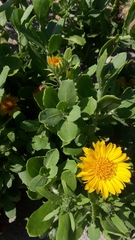 Rayjacksonia phyllocephala