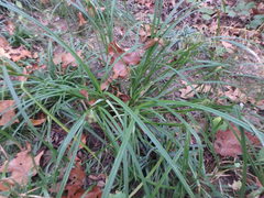 Carex frankii
