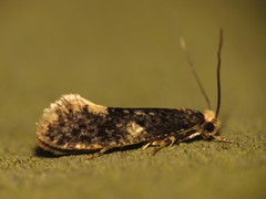Monopis weaverella