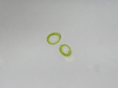 Potamogeton berchtoldii