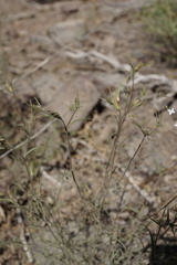 Cordylanthus pilosus