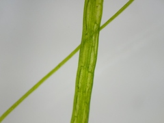 Potamogeton berchtoldii