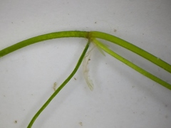 Potamogeton berchtoldii