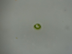 Potamogeton berchtoldii