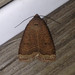 Blueberry Budworm Moth - Photo (c) John Boback, some rights reserved (CC BY-NC), uploaded by John Boback