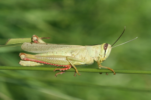 Heteracris pterosticha
