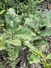 Quercus prinoides