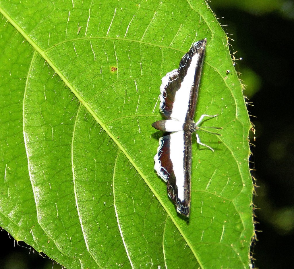 Nymphidium olinda