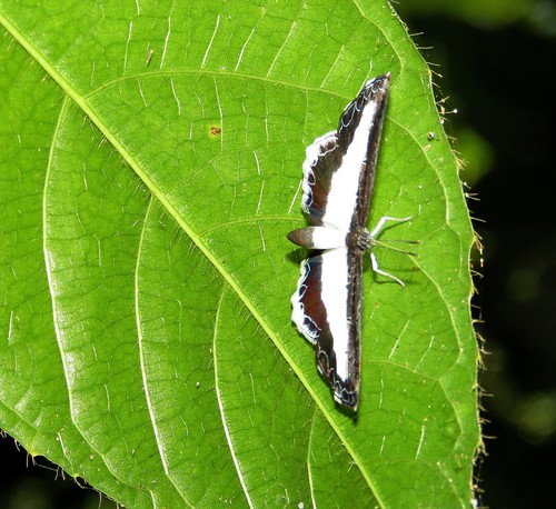 Nymphidium olinda