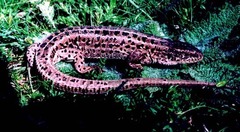 Lacerta agilis brevicaudata