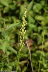 Platanthera aquilonis