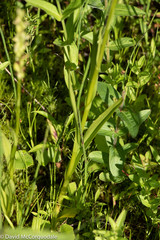 Platanthera aquilonis