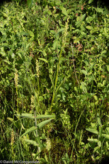 Platanthera aquilonis