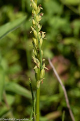 Platanthera aquilonis