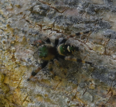 Phidippus bidentatus