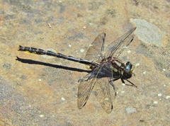 Phanogomphus borealis