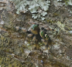 Phidippus bidentatus