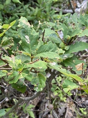 Quercus prinoides