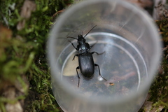 Pterostichus oblongopunctatus