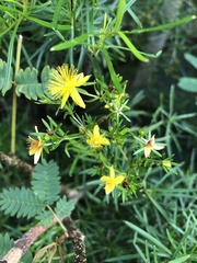 Hypericum densiflorum interior