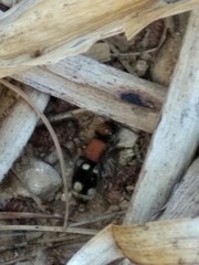 Ronisia brutia