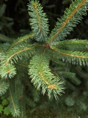 Picea sitchensis