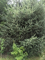 Picea sitchensis