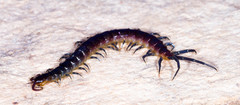 Otostigminae