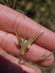 Cordylanthus pilosus