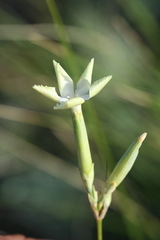 Dianthus leptopetalus